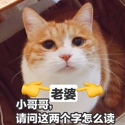 宇宙猫猫头表情包 图片搜索