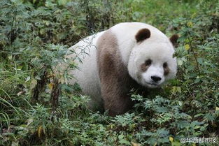 全球唯一棕色大熊猫 增重至100多公斤 