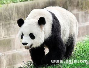 孕晚期梦见熊猫(胎梦大全孕妇梦见熊猫)