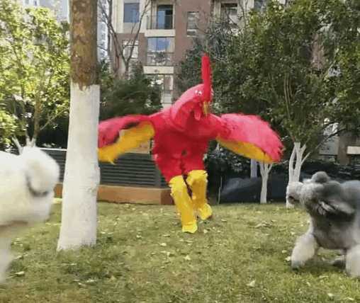 主人与狗狗在小区里玩老鹰捉大狗的游戏, 网友 传说中的鸡飞狗跳 