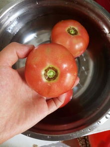 这样的西红柿算是熟了吗 可以吃吗 我尝了一下挺酸的,籽有一点点青,这是自家种的西红柿,实颜色比图片 