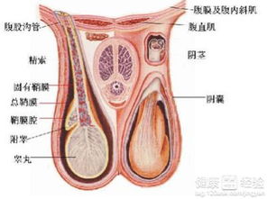 腮腺炎并有睾丸疼痛现象是怎么回事啊