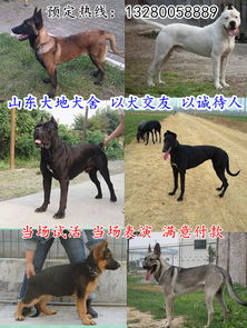 马犬狗名字大全霸气的三个字 宿迁马犬 