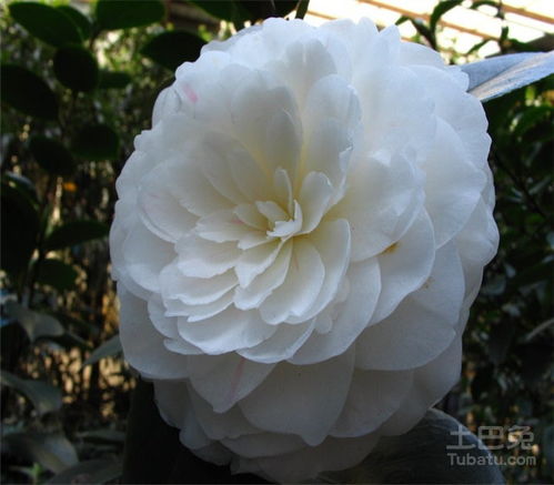 白色山茶花的花语,纪念和敬意