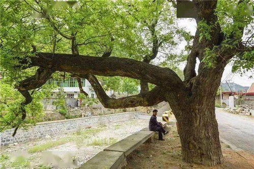 十大吉祥之树,住宅树种什么树好