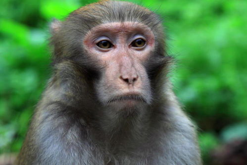 1980年属猴人 劫 在什么时候 2021年贵人生肖是谁 属猴了解下