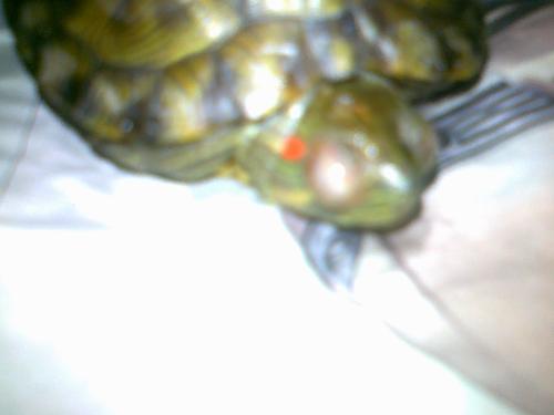 我的小巴西龟不肯吃东西,眼睛又肿了,是不是泡水过久啊,我该怎么养它呢 