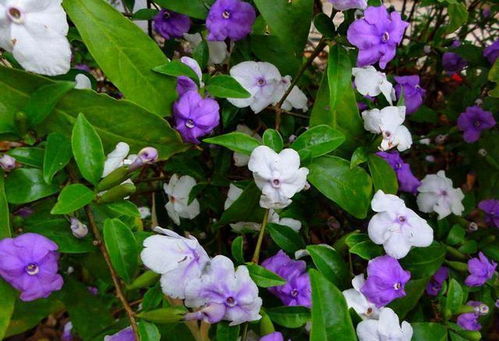 鸳鸯茉莉什么季节开花,春季开花