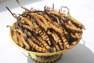 新鲜虫草的食用方法,介绍新鲜的虫草