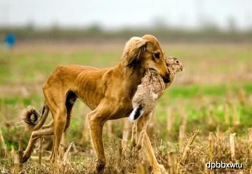 中国特有的古老犬种,是哮天犬的原型,忠诚至极,为何却近乎灭绝