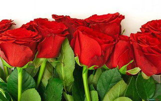 刚买的玫瑰花要怎么养,新手必学：如何养护您刚买的玫瑰花，让它们美丽绽放？
