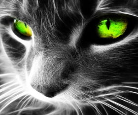 凶悍的猫眼 凶悍的猫眼壁纸 凶悍的猫眼壁纸下载 