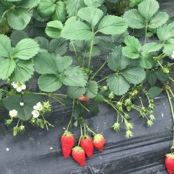 天平奶油草莓基地