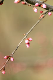 梦到桃花 