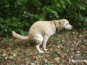 照顾猎犬,别忽视排便这个问题