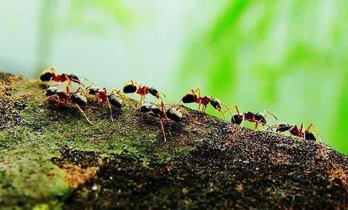 像蚂蚁一样工作,像蝴蝶一样生活