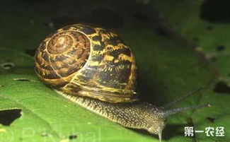 散大蜗牛怎么养 散大蜗牛的养殖技术