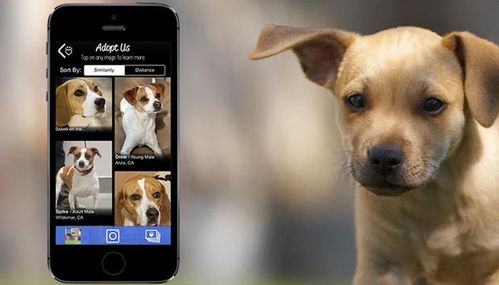 大连APP资讯 线上认养动物app平台开发