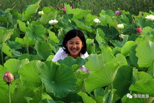 常吟淮阳风景美 常嗅龙湖荷花香 