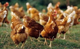 饲料养鸡中影响采食量的因素