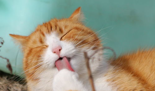 味觉变化影响猫咪饮食习惯,让猫咪更有食欲的秘密,藏在猫舌里