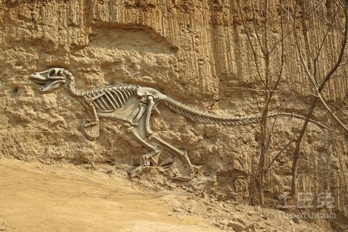 化石的形成过程,化石的形成过程。