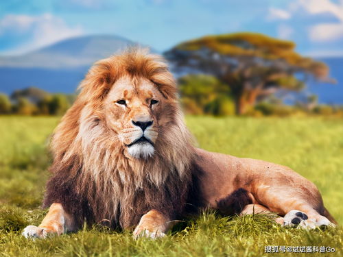 作为草原之王的雄狮,不怕大象,却怕马赛人 看看马赛人怎么对它