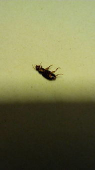 家里出了很多这样的小虫子 晚上最多 像是蟑螂 咋整 