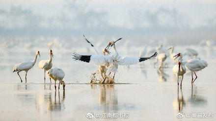 鄱阳湖才是白鹤最好的家