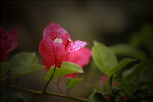 雨中拍花