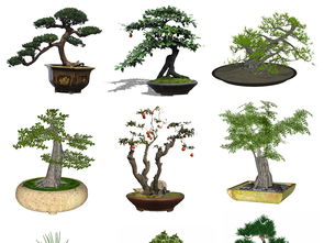 小树盆栽设计模型轴视图 米粒分享网 Mi6fx Com