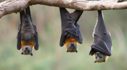 蝙蝠是什么动物(蝙蝠是什么动物进化过来的呢)