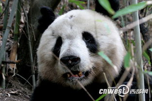 陕西现约有野生大熊猫345只 种群密度全国最大