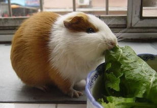 荷兰猪喜欢吃什么蔬菜水果 