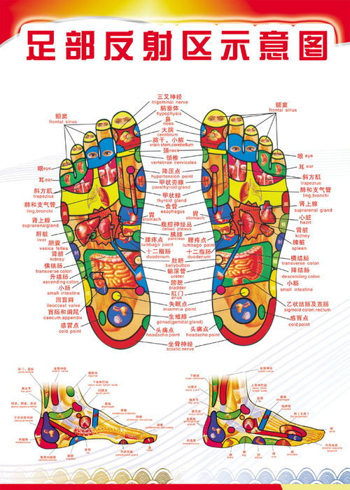 足底反射区图解示意图 搜狗图片搜索