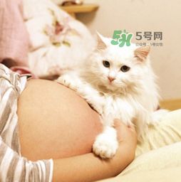 孕妇被猫抓了怎么办 孕妇被猫抓伤了对宝宝有什么影响