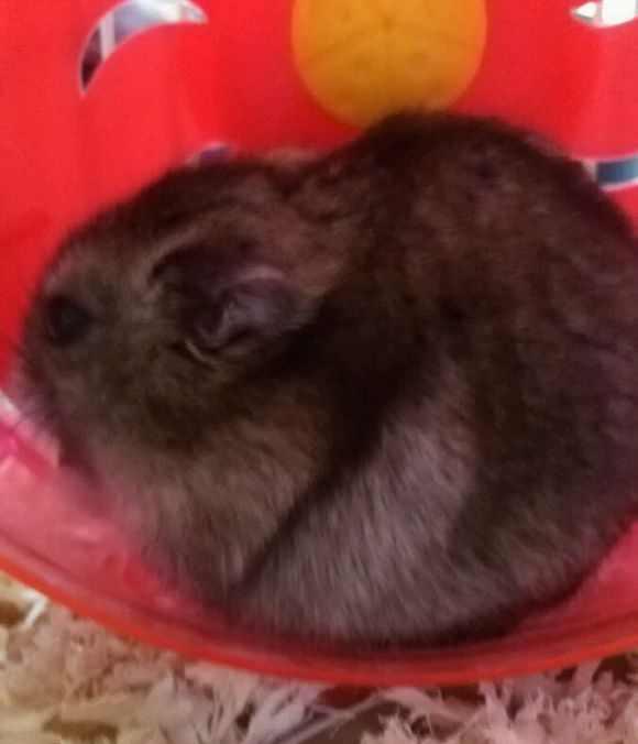 小仓鼠睡觉的样子真的太可爱啦