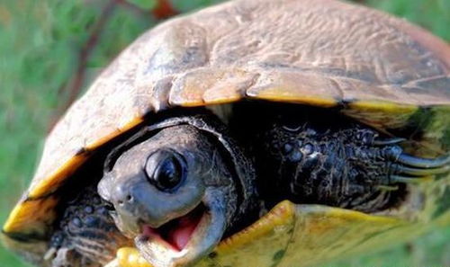 中外龟混战致上百只乌龟死亡 本土龟被巴西龟咬死 组图