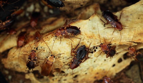 蟑螂的生命力为何如此强大 不怕高温低温,能在核弹爆炸中生存