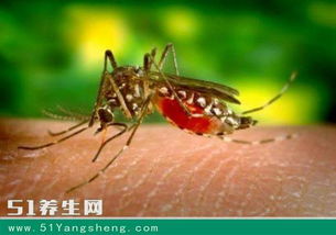 日本专家最新研究 被蚊子叮后不要立刻拍死,不然会更痒更难受