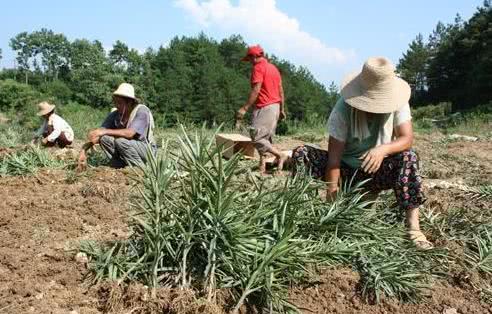 农民种植一种作物,一亩利润将近一万元,南方北方均可栽培