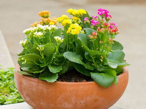 长寿花怎么养快开花,1. 选择合适的盆土：长寿花需要排水良好、富含养分的土壤
