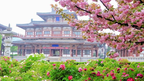 西安青龙寺门票,西安青龙寺的樱花开了没？还有青龙寺门票多少？-第1张图片