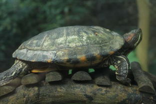 怎么判断巴西龟是公的还是母的 