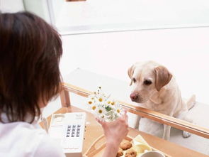 备孕怀孕期间家里能养狗狗吗 我真的舍不得 