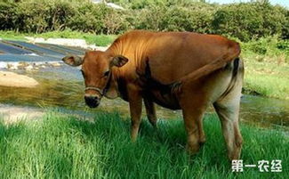 肉牛常见前胃疾病的防治方法