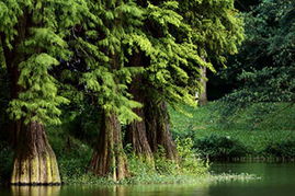 水杉是常绿还是落叶树,水杉是一种既美丽又神秘的树木，常常被人们误解为是常绿树，但实际上它是落叶树