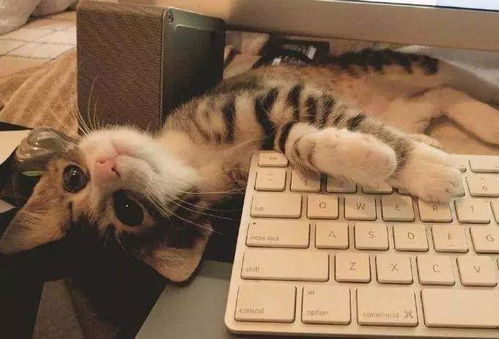 猫咪为什么喜欢爬到电脑键盘和报纸上