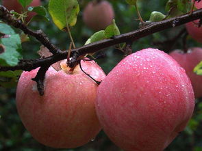 天水红富士苹果介绍,有一种苹果皮很红的叫什么？