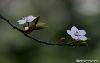 2019年桃花缠身姻缘拦不住,有望脱单获真爱的生肖,有你吗